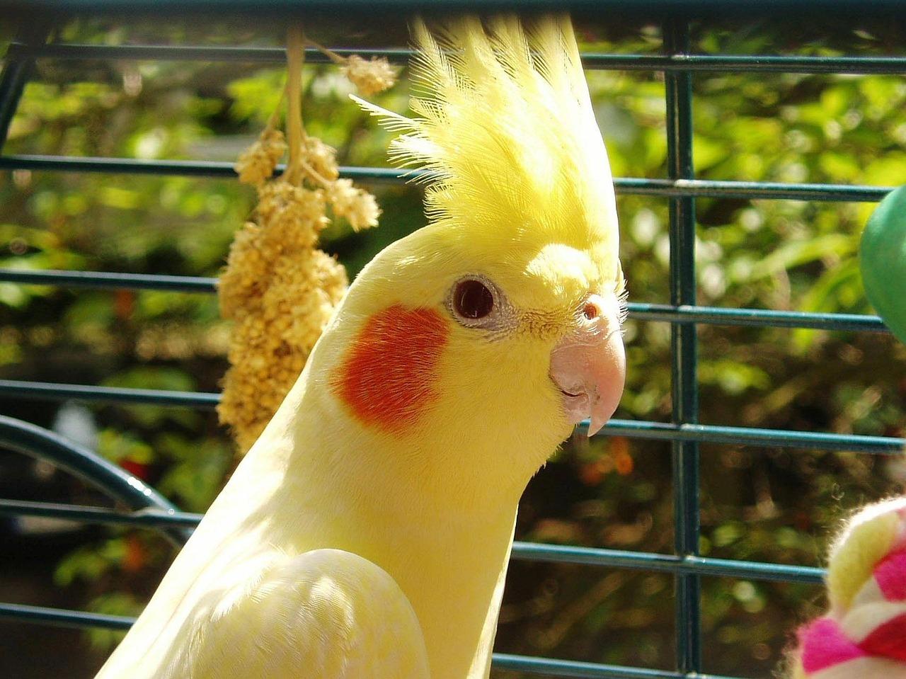 AlbinaによるPixabayからの画像